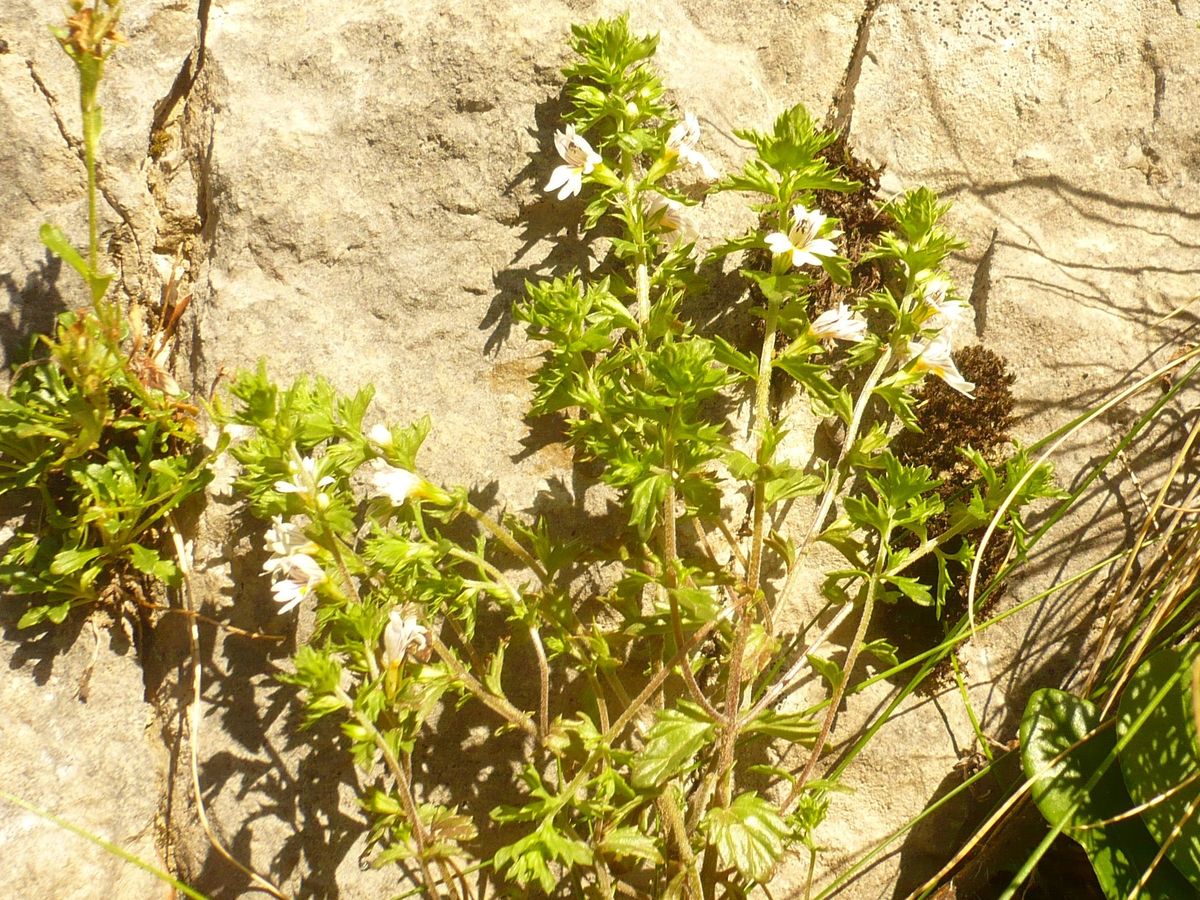 Euphrasia alpina (Orobanchaceae)